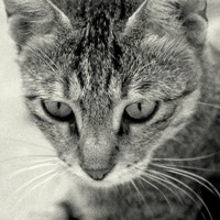 Video Marketing Success